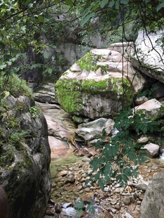 山林间的岩石与绿植景观