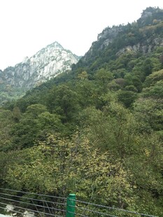 青山覆绿植被繁茂之景