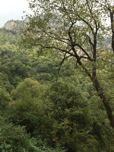 山林绿意盎然的繁茂景象