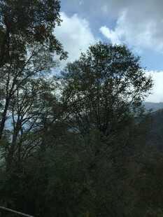 山林间的蓝天绿树景致