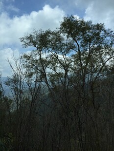 蓝天白云下的茂密树林