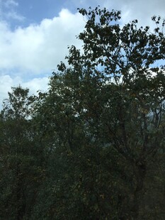 蓝天白云下的茂密树林