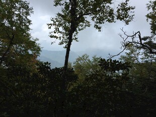 树林中高耸的树木与天空