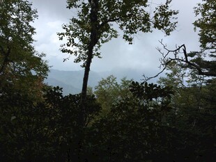 森林中挺拔的树木