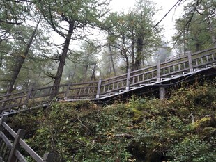 雾中林间木栈道