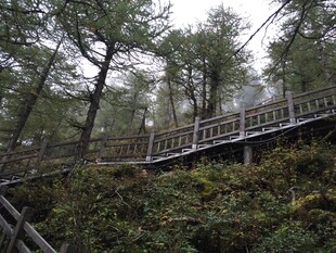 山间木质栈道隐于树林间