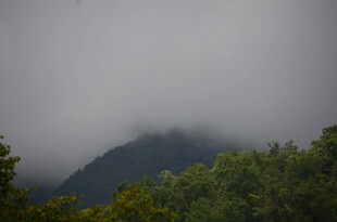 云雾缭绕的山林景色