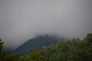 云雾缭绕中的山林景色