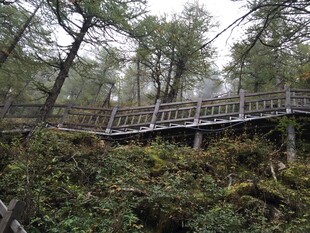 山林间的木质栈道景观