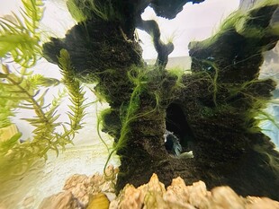 水草造景的水下奇幻世界