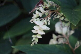 白色垂吊花朵特写