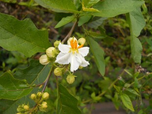 白色小花绽放绿叶间