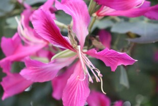 娇艳粉色花卉特写