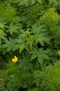 绿叶丛中绽放的黄色小花