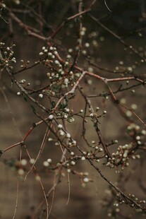 枝头结满白珍珠般果实