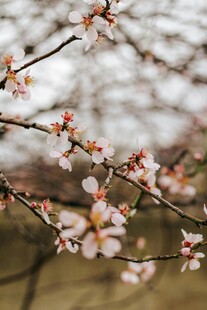 枝头绽放的粉嫩杏花