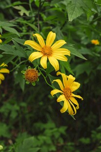 黄色小花绽放绿叶间