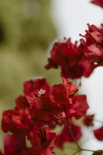 娇艳三角梅绽放