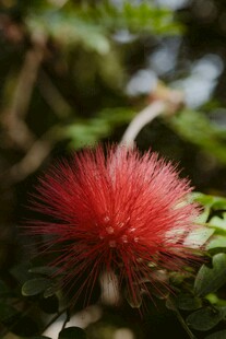艳丽红绒球花朵特写