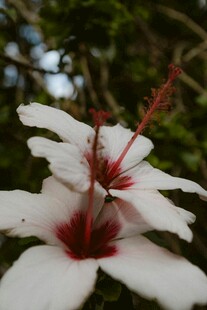 白色扶桑花特写