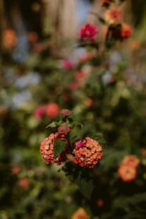 多彩绣球花绽放