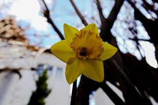 绽放的黄色水仙花