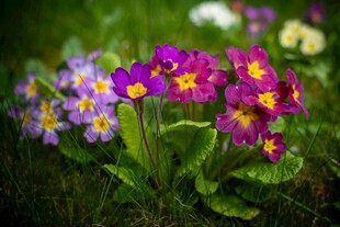 多彩报春花绽放于绿野