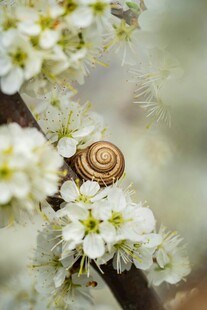 蜗牛栖于繁花枝头