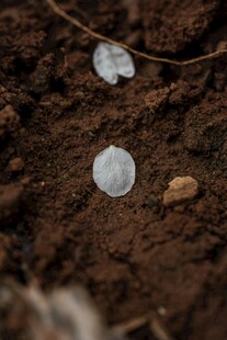 土壤中的透明圆形物体