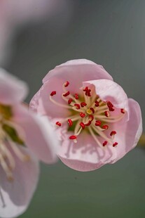 娇艳粉色花朵特写