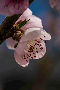 娇艳桃花绽放枝头