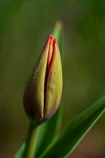 含苞待放的郁金香