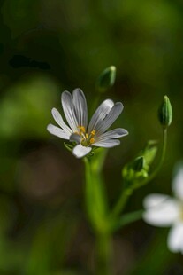 白色小花绽放于绿意间