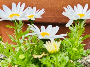 白色雏菊绽放于绿植间