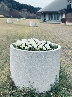 白色花盆中的素雅白花