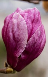 紫玉兰含苞待放