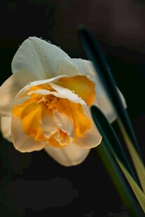 优雅绽放的双色水仙花