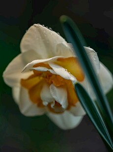 优雅绽放的白色水仙花