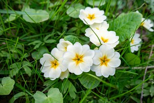 草地上绽放的美丽报春花