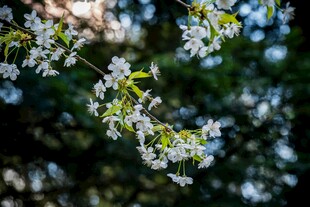 枝头绽放的白色小花