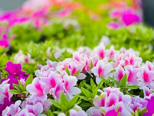 缤纷盛开的美丽杜鹃花