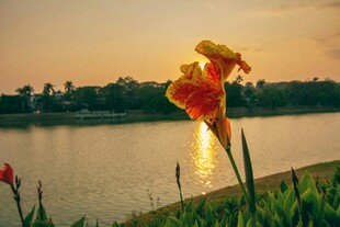 湖畔绽放的艳丽鸢尾花