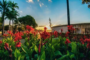 夕阳下的绚烂花卉景观