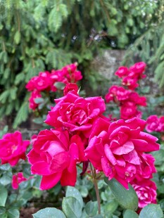 艳丽红玫瑰绽放于绿叶间