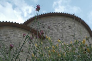 石墙旁绽放的美丽花草