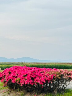 绚烂花海 绽放春日浪漫