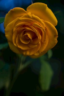 黄玫瑰特写