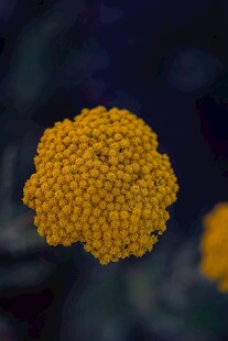 黄色球状花朵特写