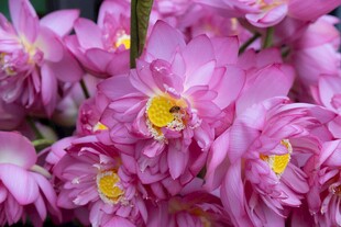 娇艳粉色花卉绽放