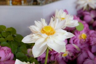 清新白色莲花与多彩花卉